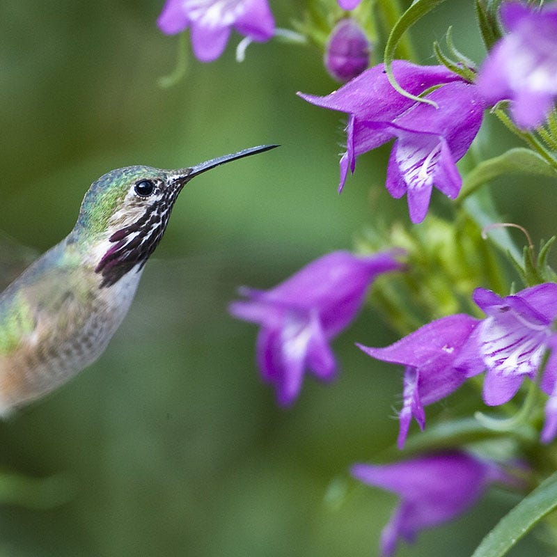  Plant Select® Waterwise Perennial Collection