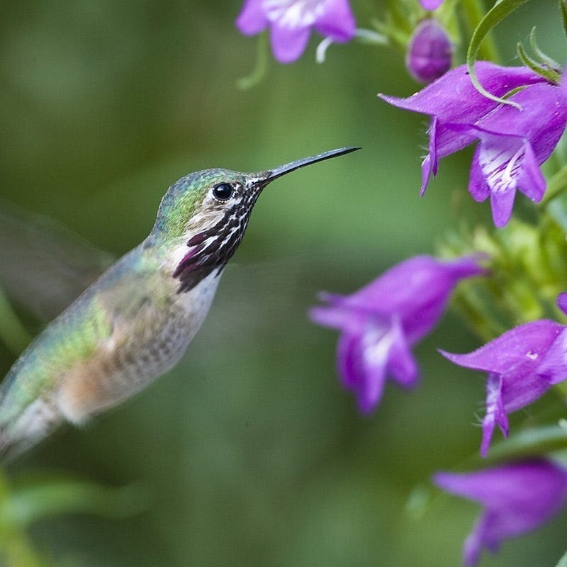  Pike's Peak Purple® Penstemon