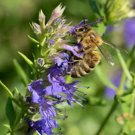  Blue Hyssop (Hyssopus)