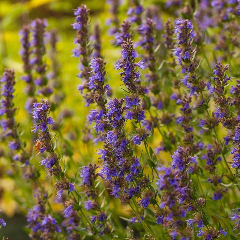  Blue Hyssop (Hyssopus)