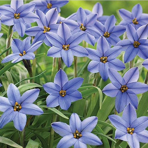  Jessie Spring Starflower