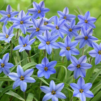  Jessie Spring Starflower