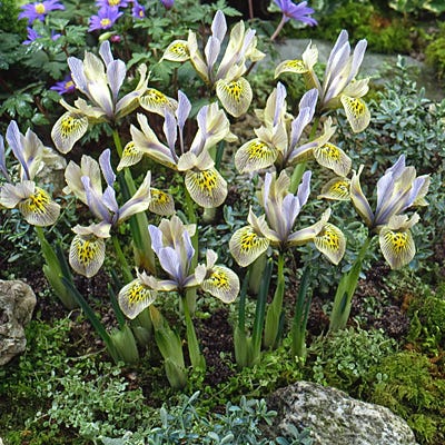  Katharine Hodgkin Specie Iris (Mini Iris)