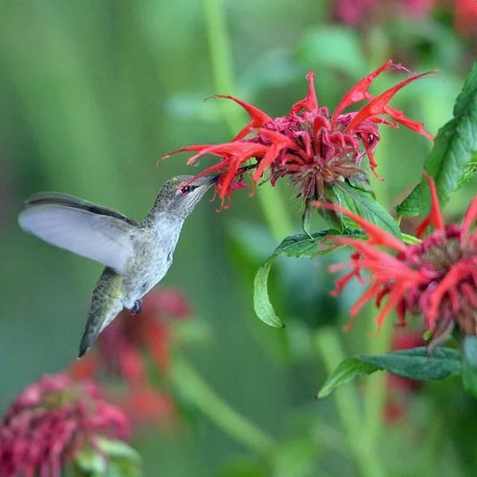  Jacob Cline Bee Balm