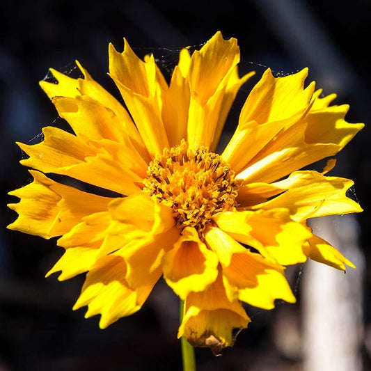  Jethro Tull Coreopsis