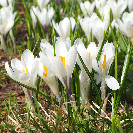  Joan Of Arc Dutch Crocus