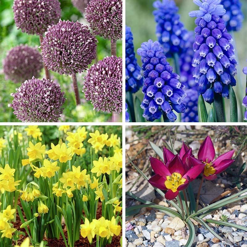  Jumbo Waterwise Garden Bulb Collection