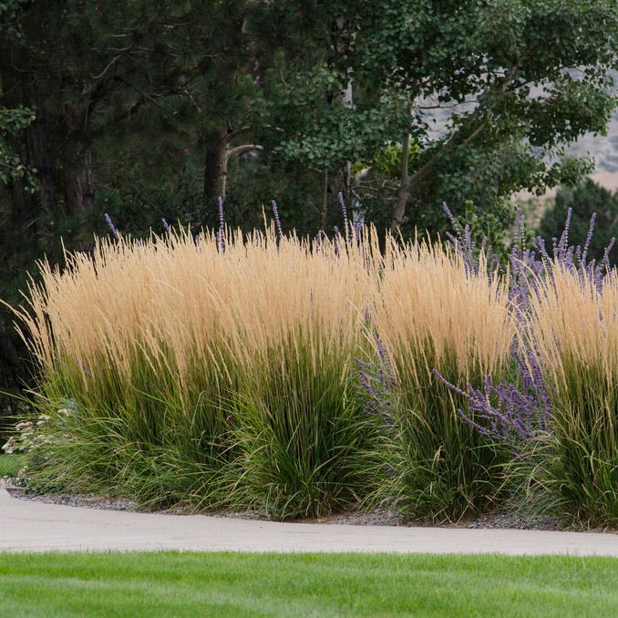  Karl Foerster Feather Reed Grass