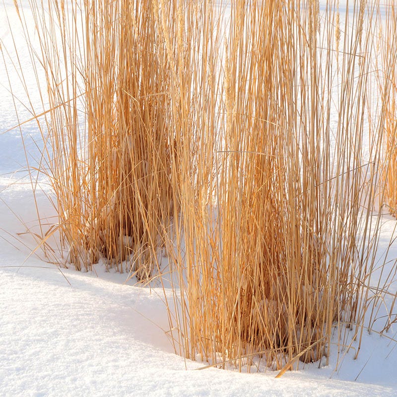  Karl Foerster Feather Reed Grass