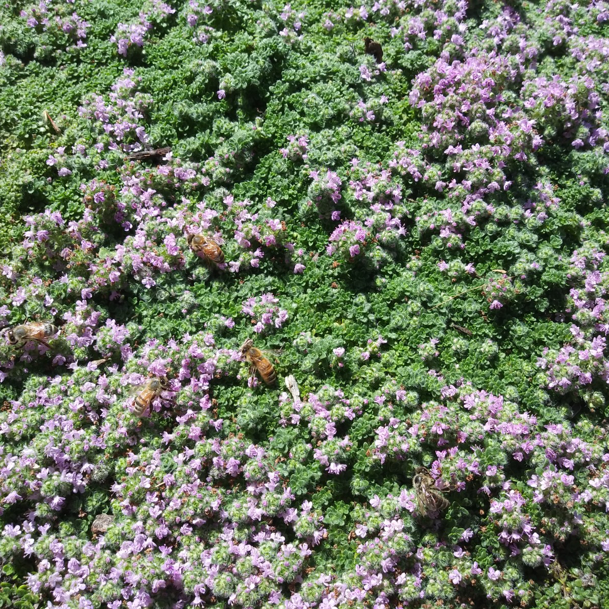  Elfin Creeping Thyme