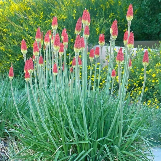 Pfitzer Red Hot Poker Mix