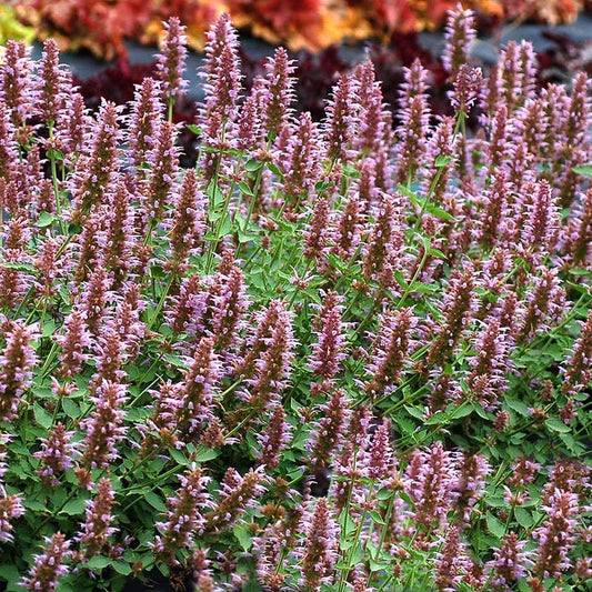  Kudos™ Silver Blue Agastache