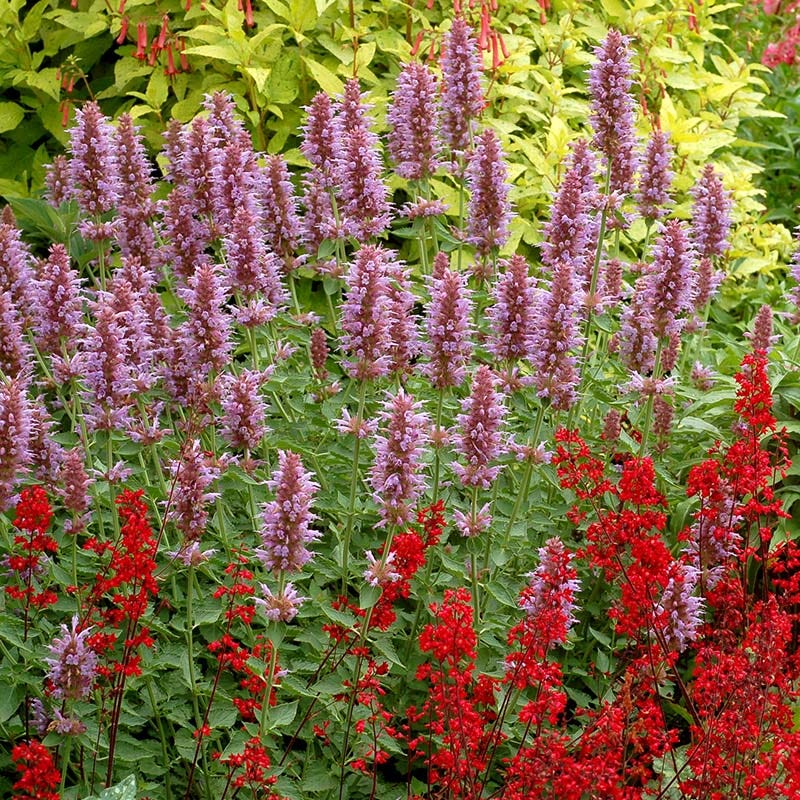  Kudos™ Silver Blue Agastache