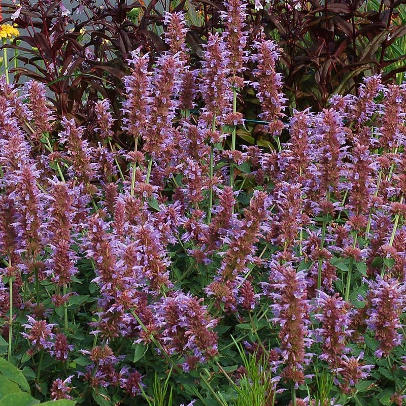  Kudos™ Silver Blue Agastache