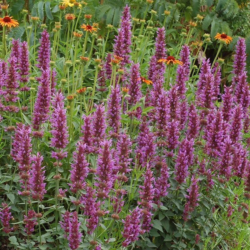  Kudos™ Silver Blue Agastache