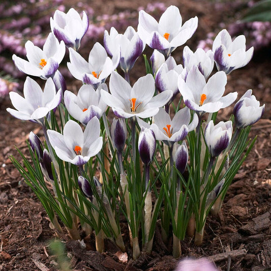  Lady Killer Snow Crocus