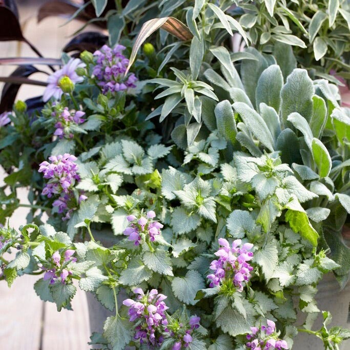  Dry Shade Groundcover Collection