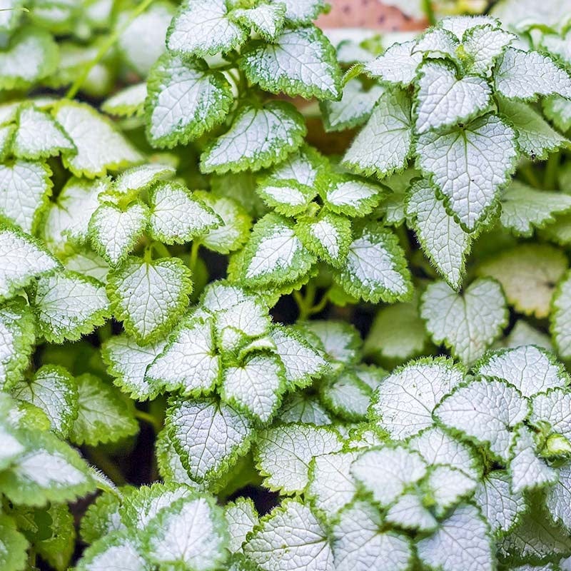  Fabulous Flowers & Foliage Shade Pre-Planned Garden