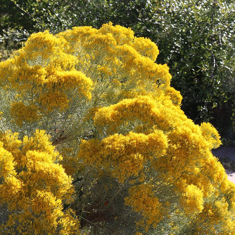  La Plata Silver Leaf Rabbitbrush (Chrysothamnus)