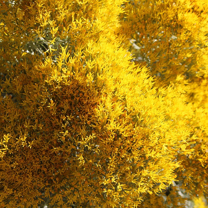  La Plata Silver Leaf Rabbitbrush (Chrysothamnus)