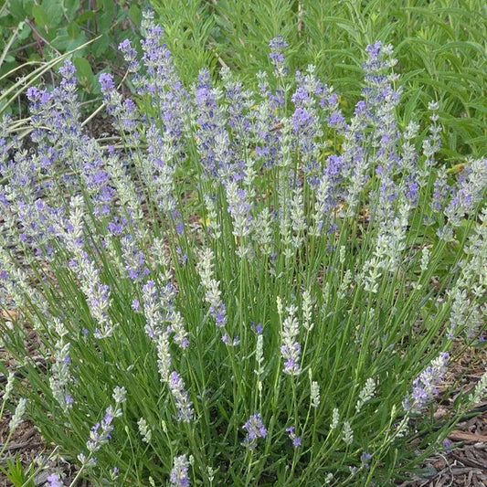  FlowerKisser® Delft Blue & White English Lavender