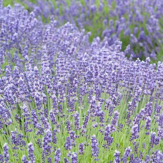  Royal Velvet English Lavender