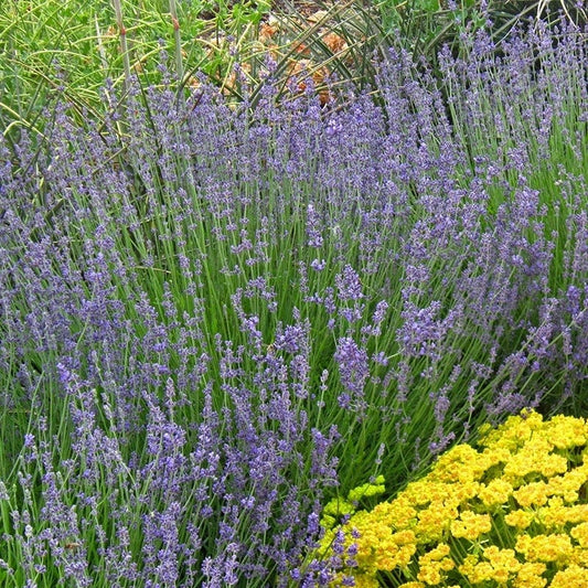  Vera English Lavender