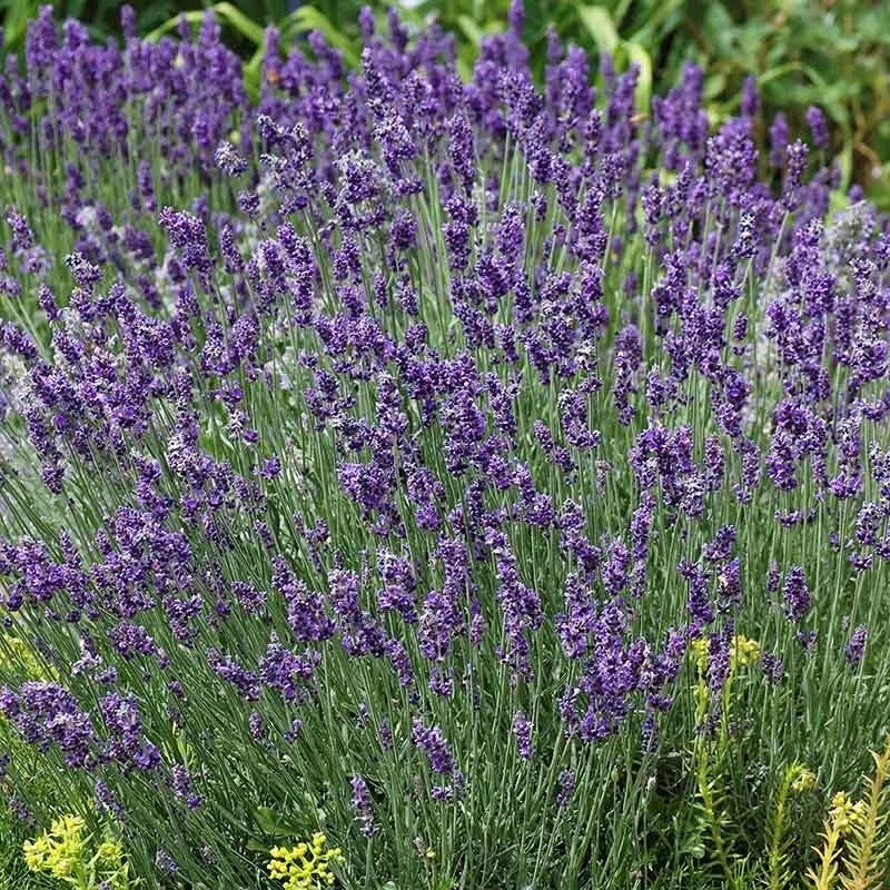  Buena Vista English Lavender