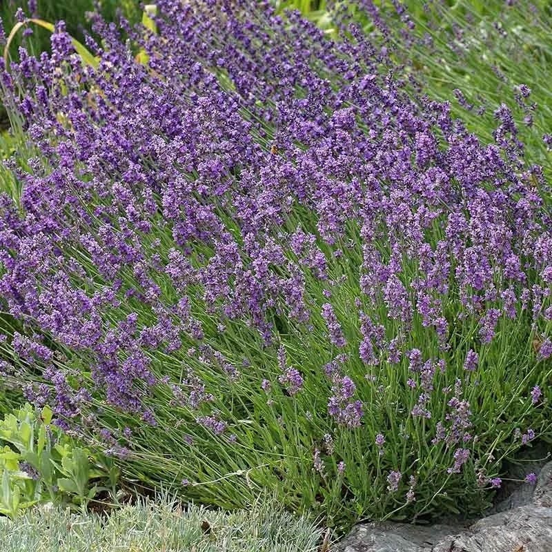  Buena Vista English Lavender