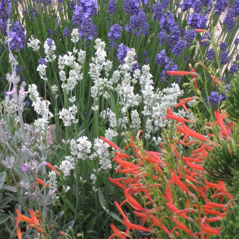  Pineleaf Penstemon