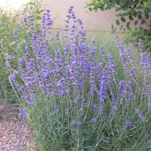  Vera English Lavender