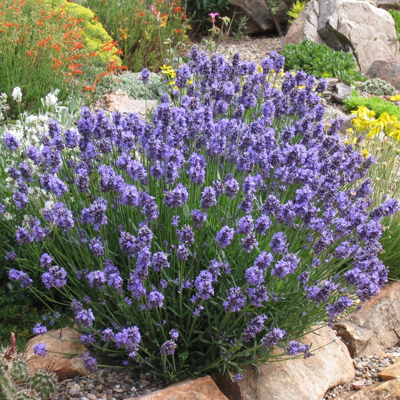  Thumbelina Leigh Dwarf English Lavender