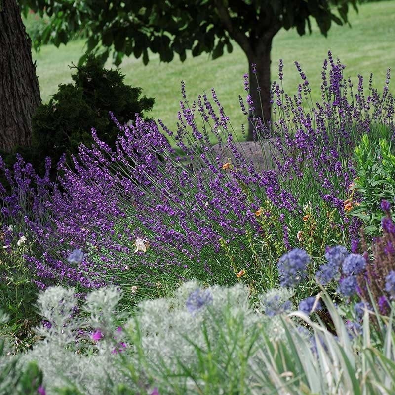  Sharon Roberts English Lavender