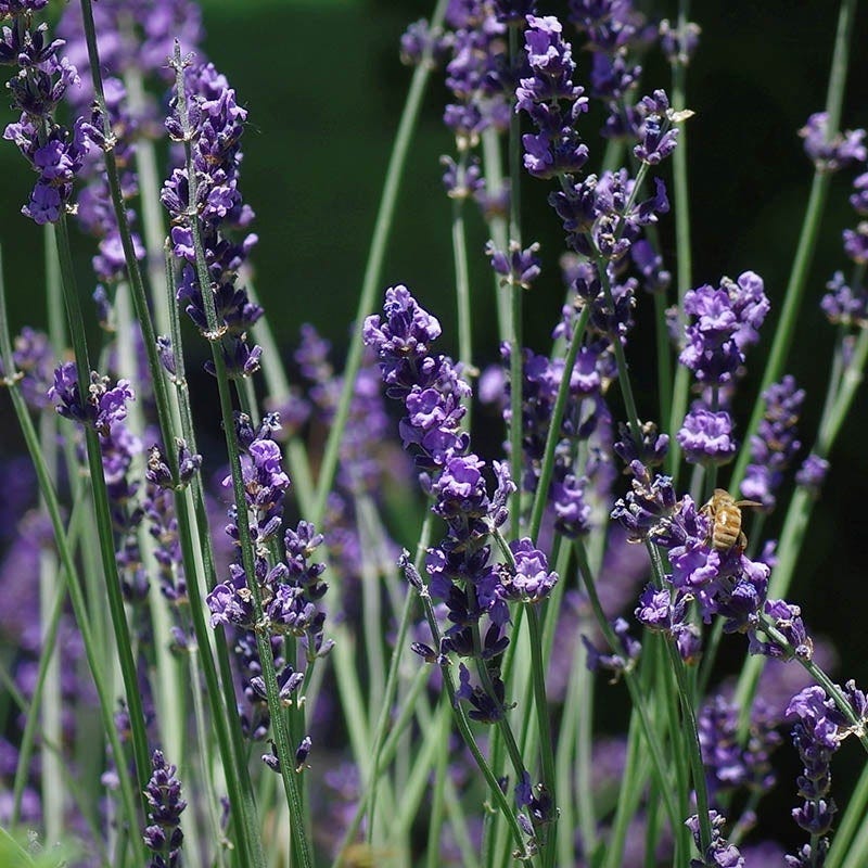  Sharon Roberts English Lavender