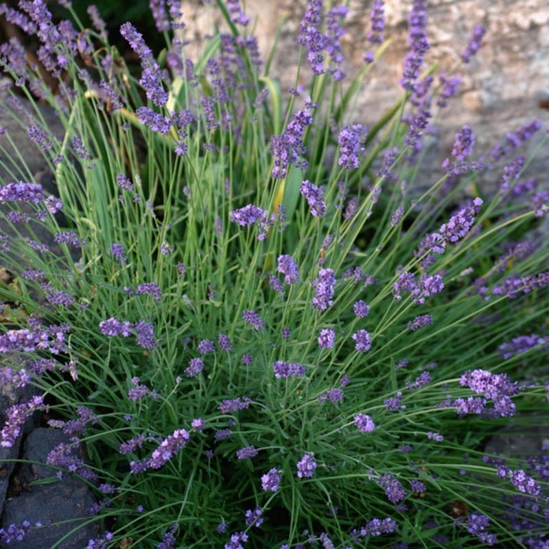  Sharon Roberts English Lavender
