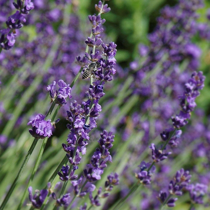  Sharon Roberts English Lavender