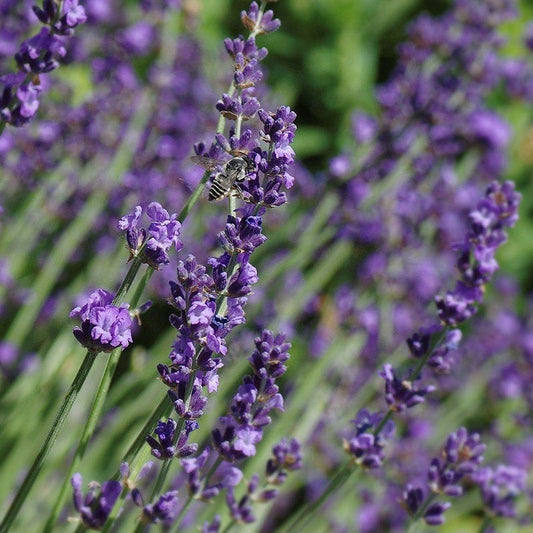  Sharon Roberts English Lavender