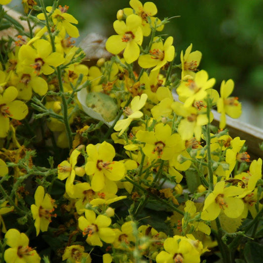  Letitia Flannel Plant (Verbascum)