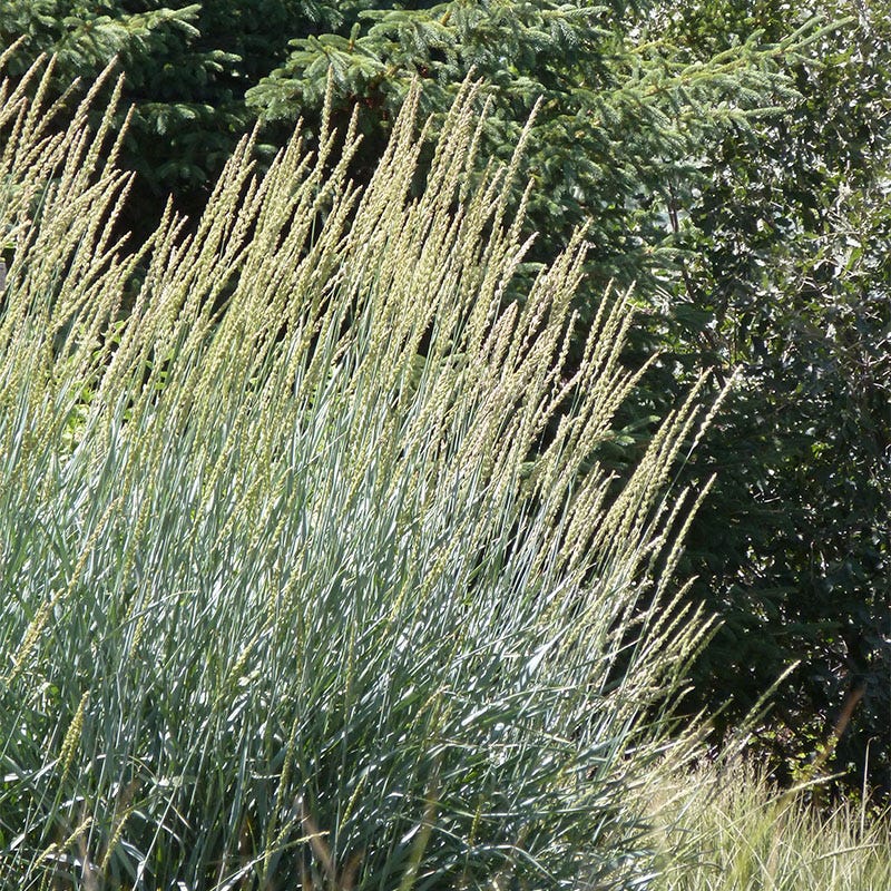  Great Basin Wildrye