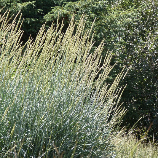  Great Basin Wildrye