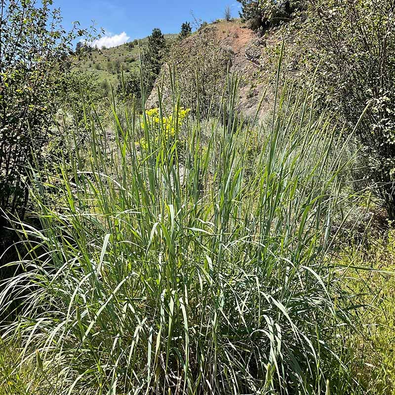  Great Basin Wildrye