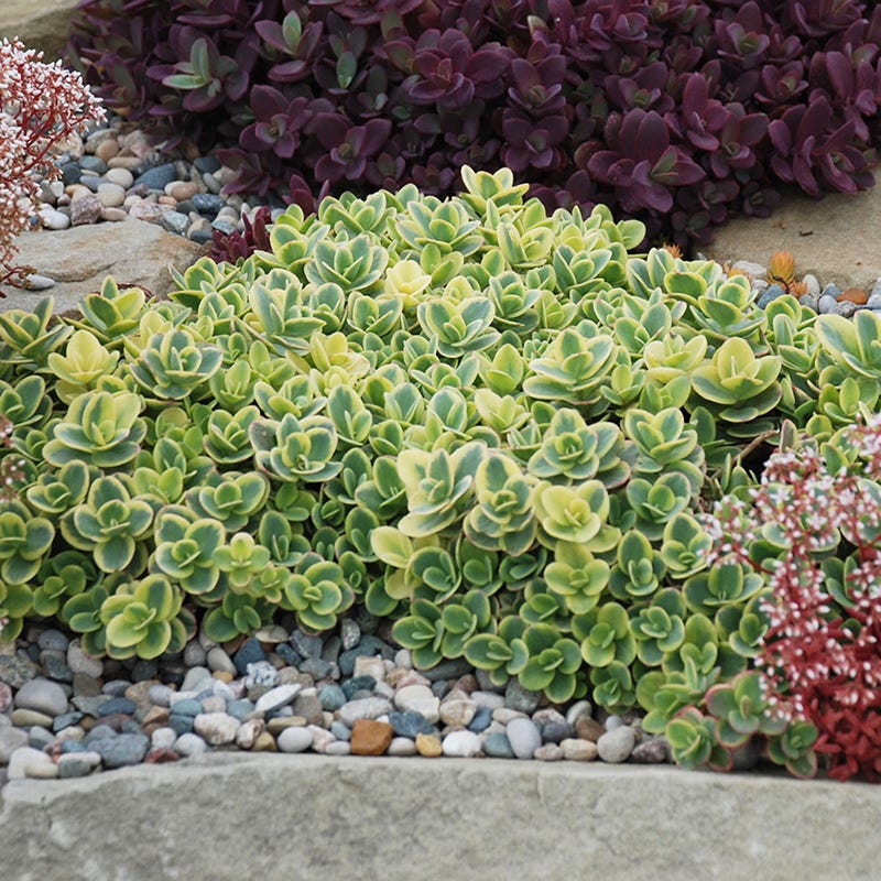  SunSparkler® Sedum Collection