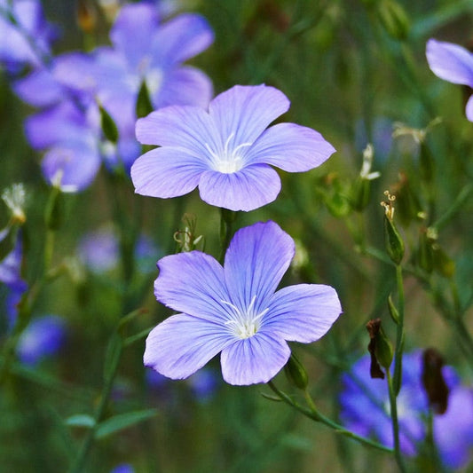  Spanish Blue Flax (Linum)