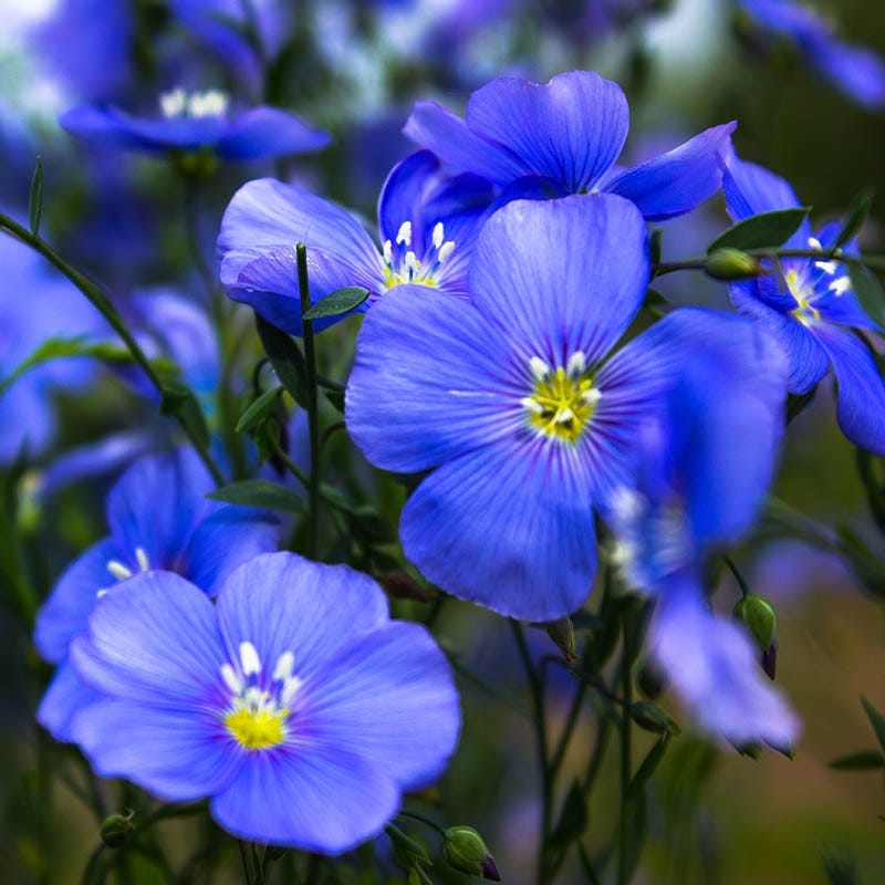  Appar Blue Flax (Linum)