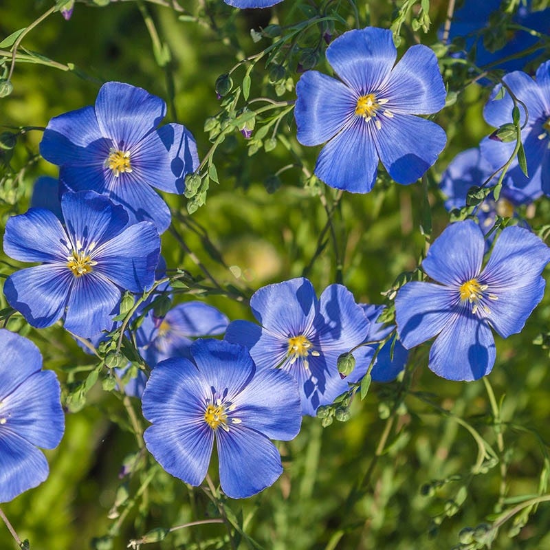  Appar Blue Flax (Linum)