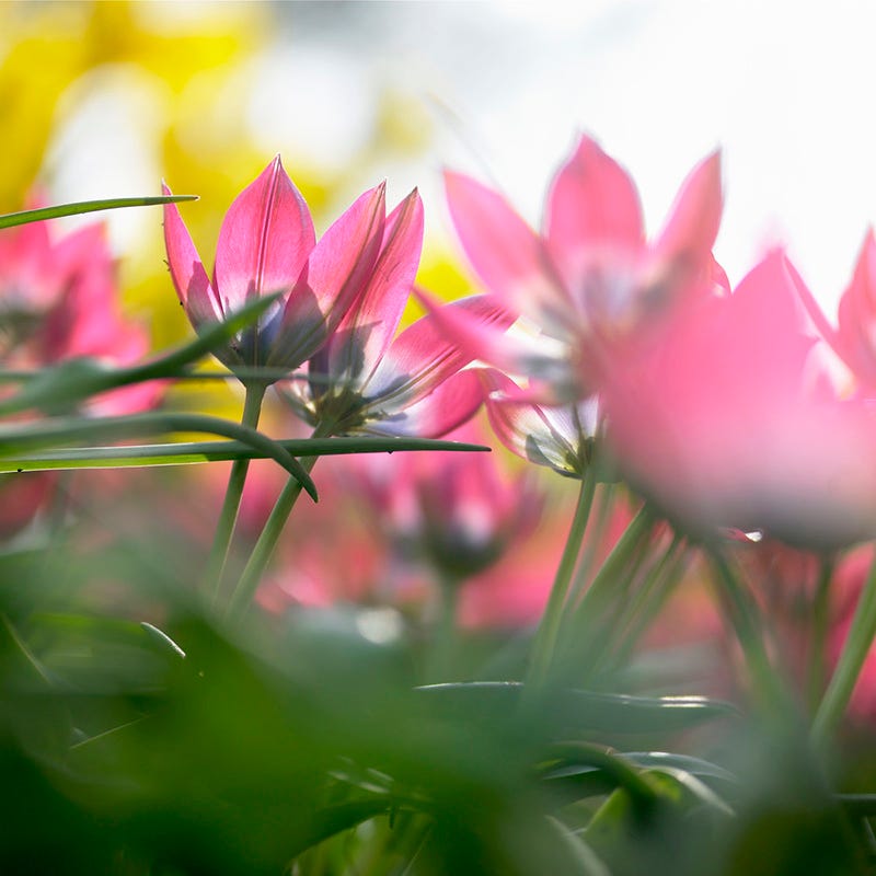  Little Beauty Wildflower Tulip