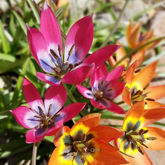 Little Beauty Wildflower Tulip