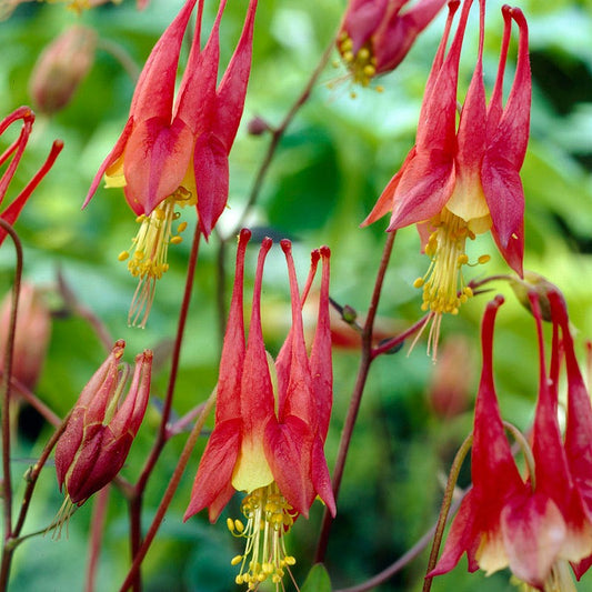  Columbine Collection
