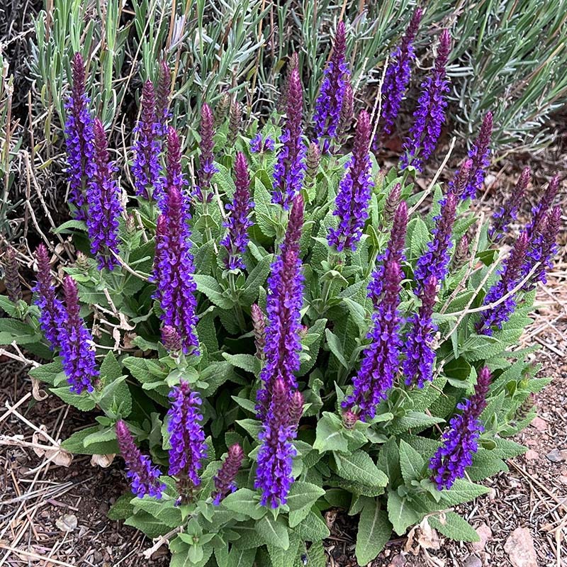  Little Night Salvia