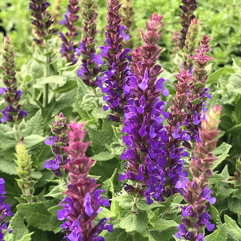  Little Night Salvia